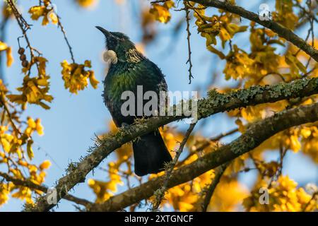 Nidificazione degli uccelli tut nativi della nuova Zelanda in un albero di Kowhai nativo Foto Stock