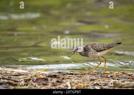 Zampe di Yellowlegs minori in un lago nell'Alaska centro-meridionale. Foto Stock