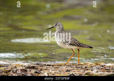 Zampe di Yellowlegs minori in un lago nell'Alaska centro-meridionale. Foto Stock