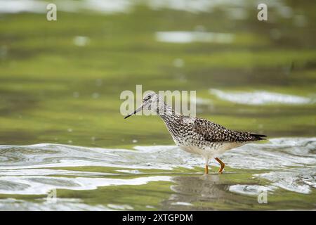 Zampe di Yellowlegs minori in un lago nell'Alaska centro-meridionale. Foto Stock