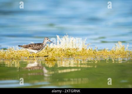 Zampe di Yellowlegs minori che si nutrono tra le piante acquatiche del lago nell'Alaska centro-meridionale. Foto Stock