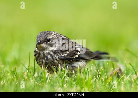 Song Sparrow che va in foraggio sul prato dell'Alaska centro-meridionale. Foto Stock