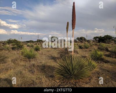 Grande cucchiaio nel deserto (Dasylirion acrotrichum) Plantae Foto Stock