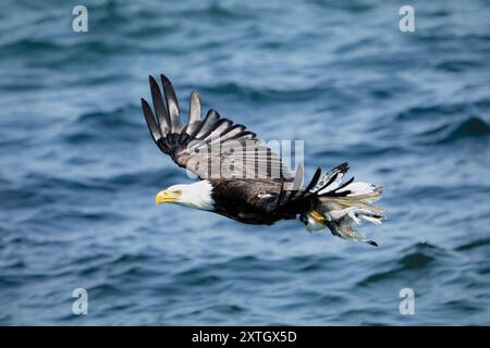 Aquila calva con il giovanile Kittiwake nell'Alaska centro-meridionale. Foto Stock