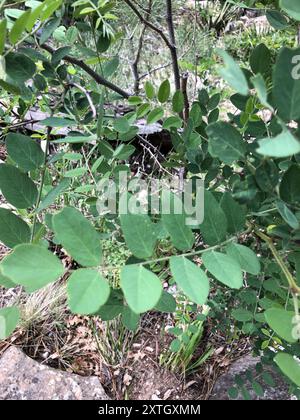 Locusta del New Mexico (Robinia neomexicana) Plantae Foto Stock