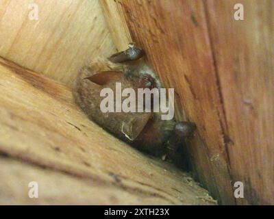 Geoffroy's Bat (Myotis emarginatus) Mammalia Foto Stock