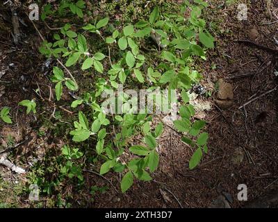 Plantae di mirtillo a foglia ovale (Vaccinium ovalifolium) Foto Stock