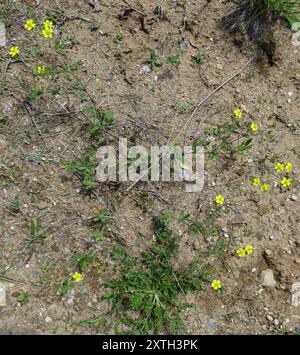 Cinquefoil grigio (Potentilla inclinata) Plantae Foto Stock