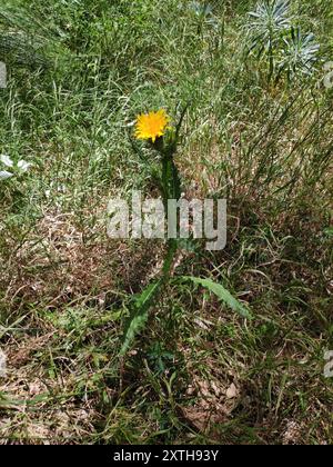 Fiocco d'oro (Scolymus grandiflorus) Plantae Foto Stock