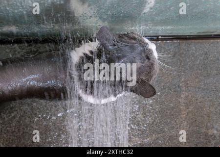 un gatto della casa che fa il bagno Foto Stock