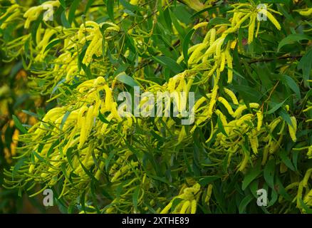 L'Acacia longifolia è comunemente conosciuta come il Sydney Golden Wattle, è uno splendido wattle con un'ampia distribuzione e si trova nei distretti costieri f Foto Stock