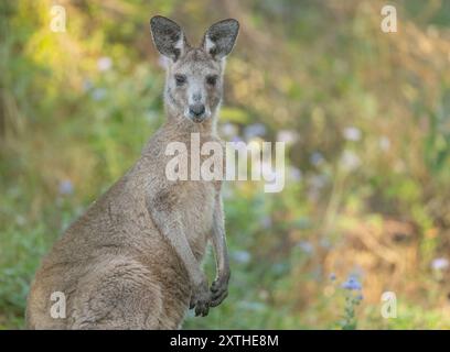 Canguro grigio orientale in posa a Gold Coast, Queensland, Australia, con uno sfondo bokeh di fiori e cespugli. Foto Stock