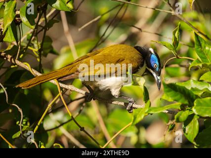 L'occhio d'oro dalla faccia blu (Entomyzon cyanotis), anche colloquialmente noto come Bananabird, è un uccello passerino della famiglia degli occhi d'oro. Foto Stock