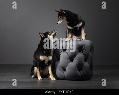 Un paio di cani Shiba Inu si impegnano su un lussuoso pouf scuro, con uno in piedi che guarda verso l'altro, mostrando i loro curiosi e attenti Foto Stock
