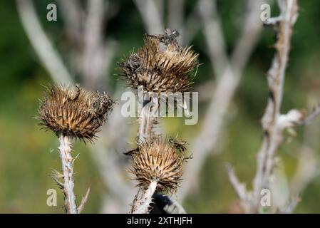 Cardo scozzese, Onopordum acanthium fiori estivi secchi primo piano focalizzazione selettiva Foto Stock