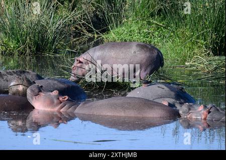 Un branco o un gruppo di ippopotami che si bagna in un fiume nel Parco Nazionale del cratere di Ngorongoro, Tanzania. Foto Stock