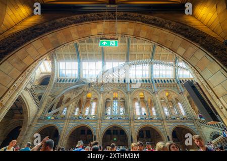 London Natural History Museum Hintz Hall, interno con ossa di scheletro di balena blu, vista panoramica dello scheletro. Non perderti i dinosauri all'interno Foto Stock