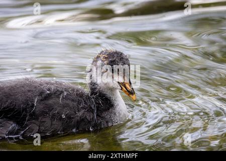 Un piccolo Coot che nuota in acqua ferma Foto Stock