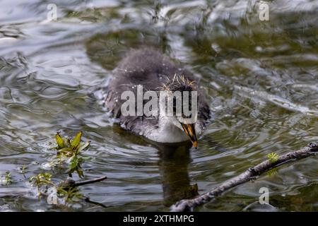 Un piccolo Coot che nuota in acqua ferma Foto Stock