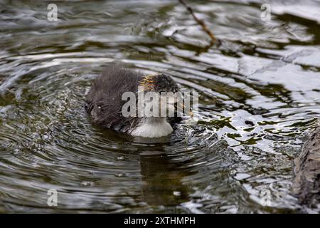 Un piccolo Coot che nuota in acqua ferma Foto Stock