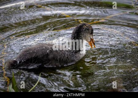 Un piccolo Coot che nuota in acqua ferma Foto Stock