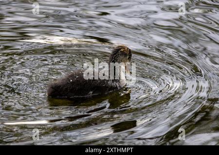 Un piccolo Coot che nuota in acqua ferma Foto Stock