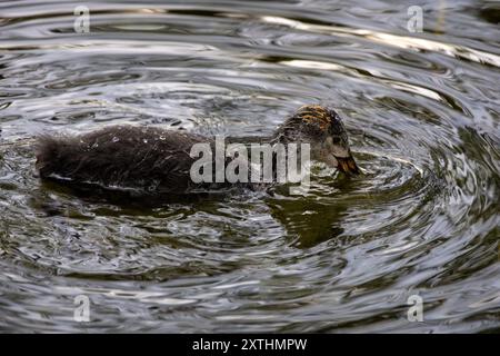 Un piccolo Coot che nuota in acqua ferma Foto Stock