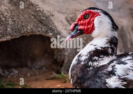 Anatra moscovita domestica con faccia rossa, bianco e piumaggio nero in un parco. Foto ravvicinata di White Muscovy Duck con Red Bill. Foto di viaggio Foto Stock