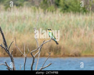 Uccello colorato mangiatore di api europeo (Merops apiaster) fotografato nella riserva naturale étang de Villepey, a Fréjus, nel sud della Francia. Foto Stock