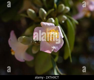 Primo piano di fiori di Lagunaria patersonia su una spianata sul mare in Spagna in estate Foto Stock