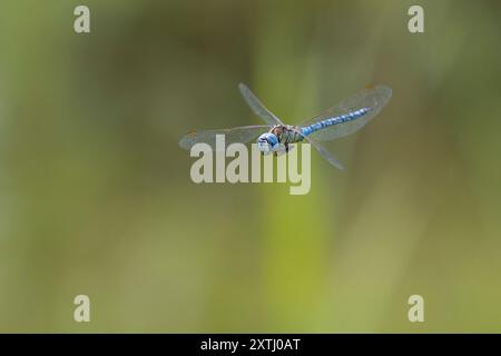 Südliche Mosaikjungfer, Männchen, Flug, fliegend, Mosaikjungfer, Aeshna affinis, falco migrante meridionale, falco dagli occhi blu, maschio, volare, volo, Æsch Foto Stock