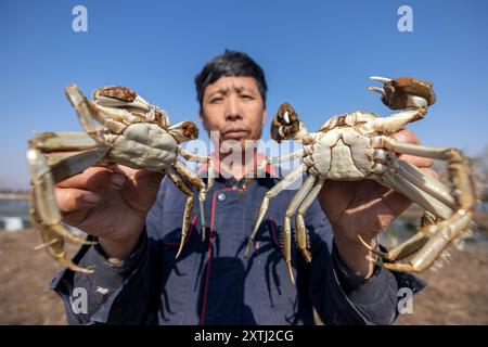 (240815) -- PECHINO, 15 agosto 2024 (Xinhua) -- Un agricoltore mostra granchi raccolti da uno stagno di granchi nel villaggio di Xuegong, contea di Linyi, provincia dello Shanxi della Cina settentrionale, 23 novembre 2021. Situato sulle rive del fiume giallo, il villaggio di Xuegong vanta oltre 333,3 ettari di distese mareali del fiume giallo e quasi 333,3 ettari di fossati aridi. Negli ultimi anni, la comunità locale ha integrato queste terre per sviluppare l'acquacoltura specializzata. Le distese di marea del fiume giallo con lussureggianti piante acquatiche forniscono condizioni eccellenti per la crescita dei granchi. Oggi, l'agricoltura del granchio è diventata un'industria distintiva per gli incrementi Foto Stock