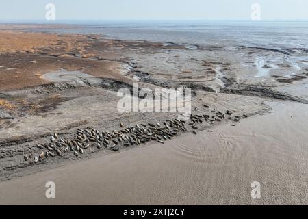 (240815) -- PECHINO, 15 agosto 2024 (Xinhua) -- una foto aerea scattata il 9 aprile 2024 mostra foche maculate che riposano su pianura fangosa nelle acque di Sandaogou nella città di Panjin, nella provincia di Liaoning della Cina nord-orientale. Essendo la parte orientale del Three-North Shelterbelt Forest Program (TSFP), un progetto di imboschimento su larga scala, la Cina nordorientale ha visto un continuo miglioramento dell'ambiente ecologico. La Cina ha proposto nel giugno 2023 di trasformare il TSFP in una "grande Muraglia verde" pienamente funzionale e indistruttibile e barriera di sicurezza ecologica nella Cina settentrionale. Lanciato nel 1978, il TSFP mira a riabilitare e. Foto Stock