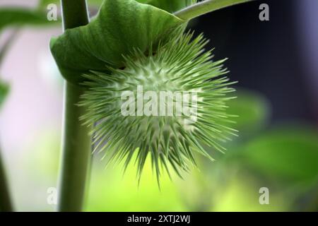 Frutta tromba del Diavolo (Datura metel) su una pianta : (Pix Sanjiv Shukla) Foto Stock