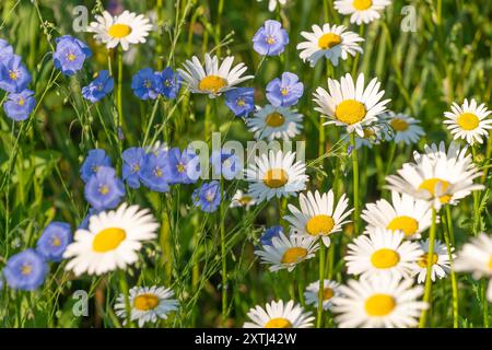 Fiori di margherita bianchi e fiori di lino perenne blu in un prato. Sfondo floreale. Fioritura estiva. Foto Stock