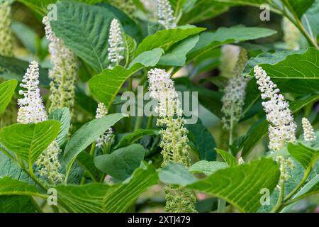 Fiori bianchi di Phytolacca acinosa, primo piano. Il pokeweed indiano. Pianta da fiore della famiglia Phytolaccaceae. Foto Stock