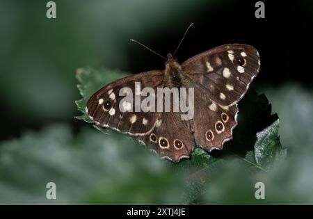 Farfalla in legno macchiato - Pararge aegeria - su Leaf in Woodland Foto Stock