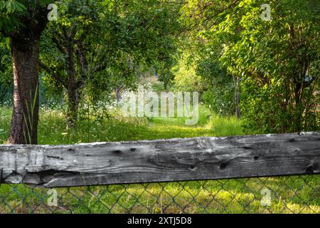 Giardino coperto d'estate con alberi da frutto, cespugli e fiori selvatici Foto Stock