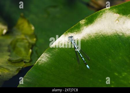 Drago-mosca turchese sulla pianta d'acqua Foto Stock