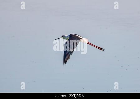 (Himantopus himantopus) in volo sopra un lago Foto Stock