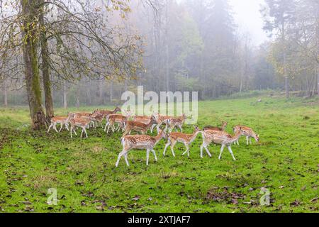 Cervi a riposo nel prato boschivo con nebbia autunnale Foto Stock