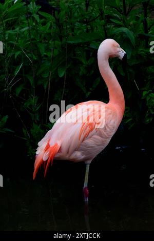 Un fenicottero cileno allo zoo di Paignton, South Devon. Foto Stock