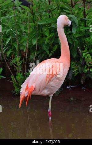 Un fenicottero cileno allo zoo di Paignton, South Devon. Foto Stock