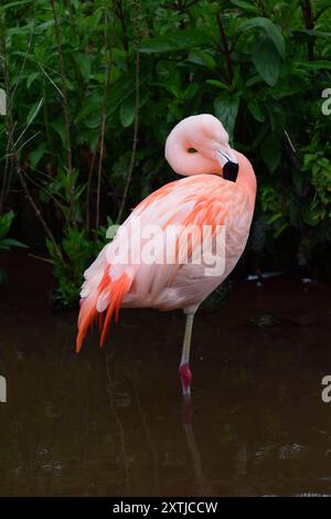 Un fenicottero cileno allo zoo di Paignton, South Devon. Foto Stock