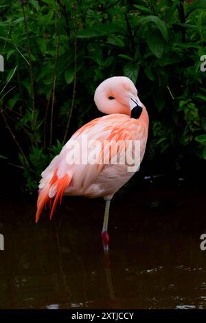 Un fenicottero cileno allo zoo di Paignton, South Devon. Foto Stock