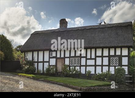 Beeston, Cheshire West e Chester, UK - 14 agosto 2024 - tradizionale casa in legno dipinta di bianco e nero con tetto in paglia Foto Stock