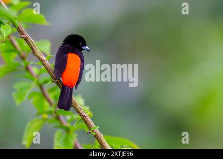 La petroliera di Passerini (Ramphocelus passerinii) appollaiata su un ramo, la fortuna, Costa Rica. Foto Stock