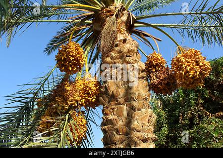 Palma con grappoli di frutti di arancia brillante Foto Stock