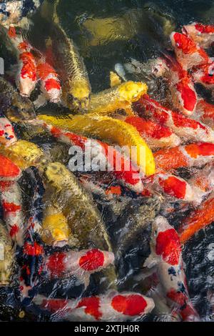 Ci sono molti koi colorati in uno stagno durante l'orario di alimentazione. Foto Stock