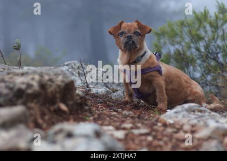 Il vecchio cane Nami nella foresta nebbiosa, Alcoy, Spagna Foto Stock